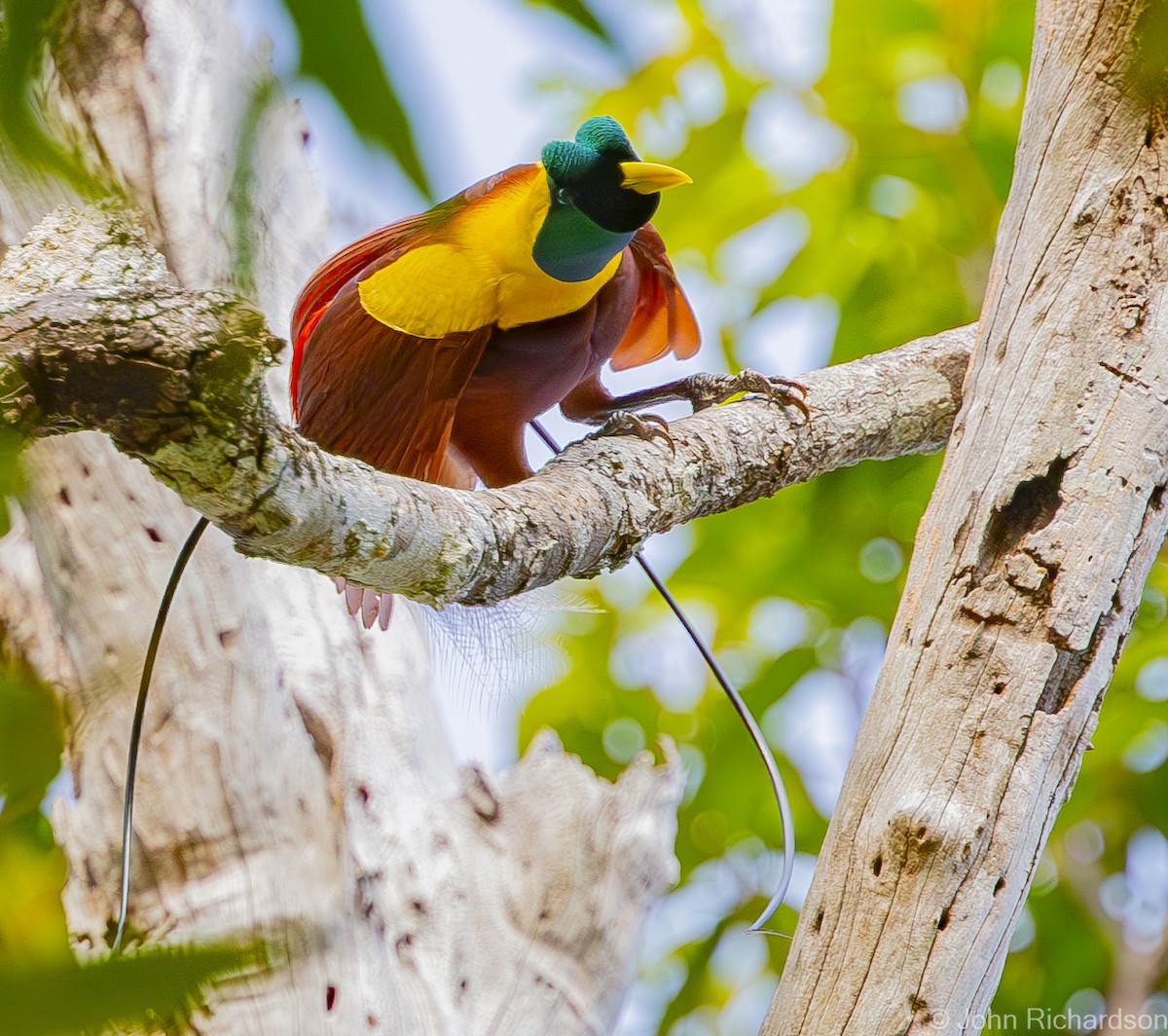 Red Bird-of-Paradise - ML615544914