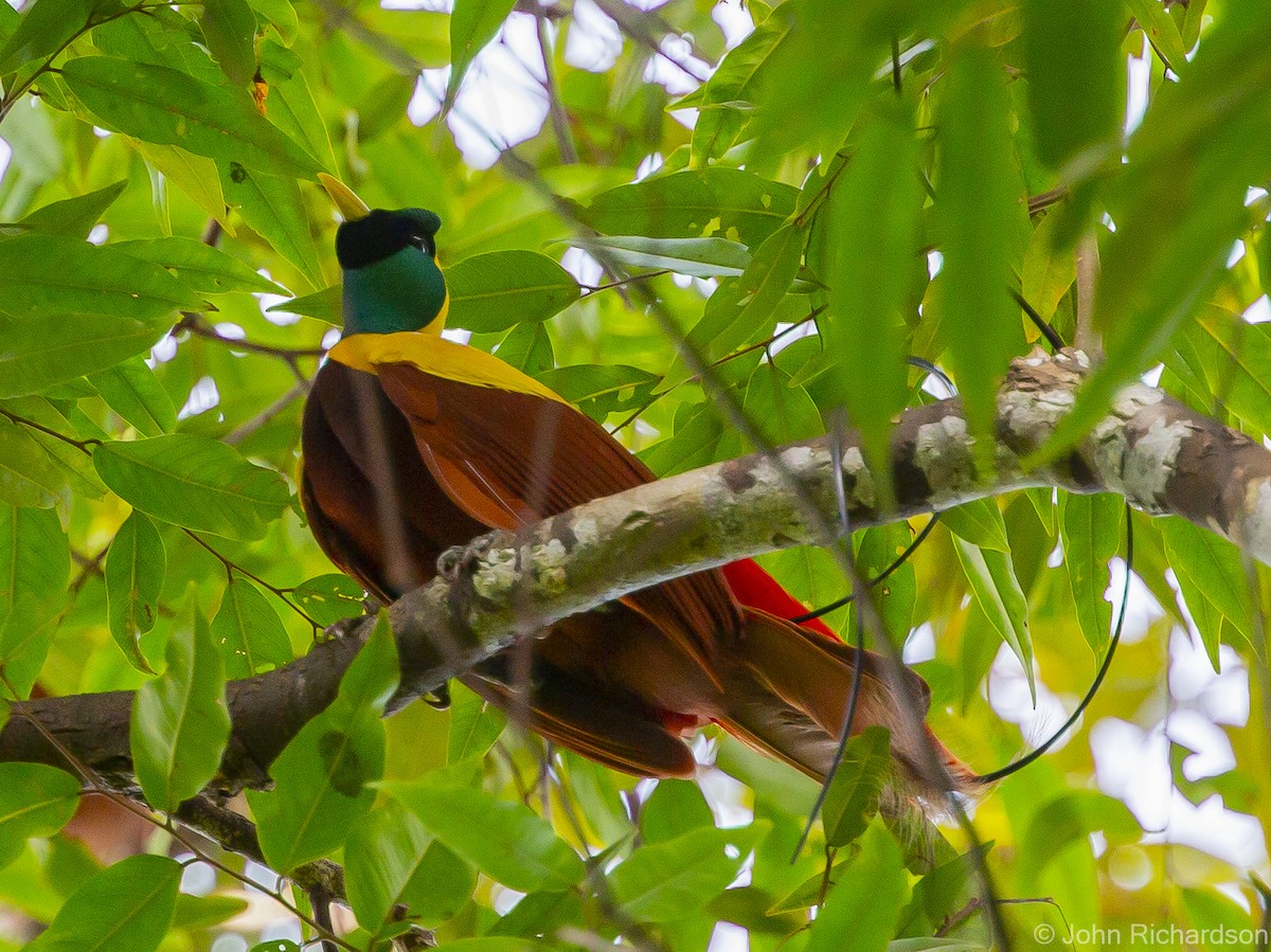 Red Bird-of-Paradise - ML615544924