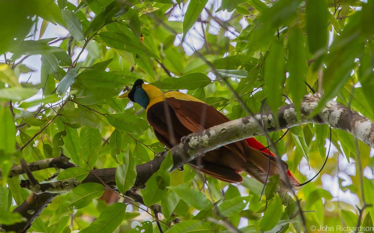 Red Bird-of-Paradise - ML615544925