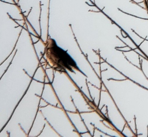 Fieldfare - Keith Corliss