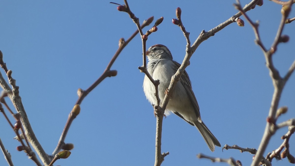 Chipping Sparrow - ML615544932