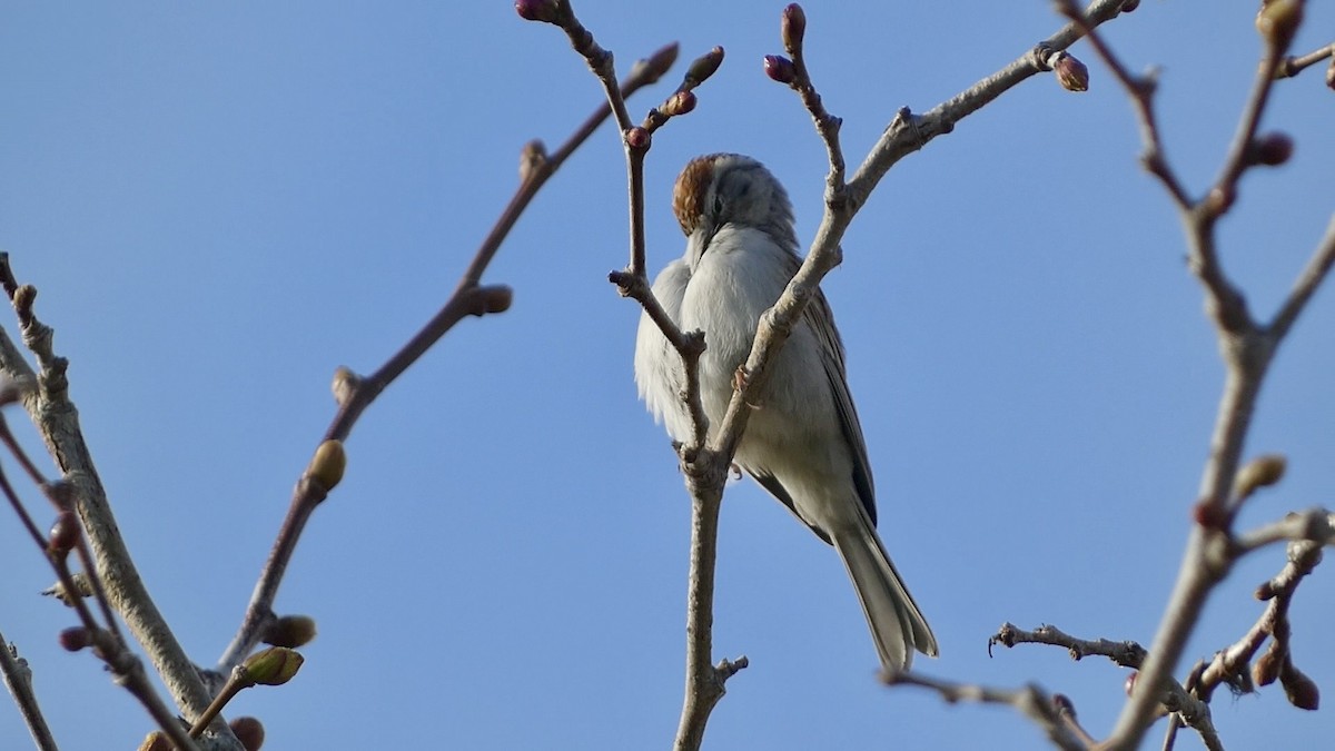 Chipping Sparrow - ML615544933