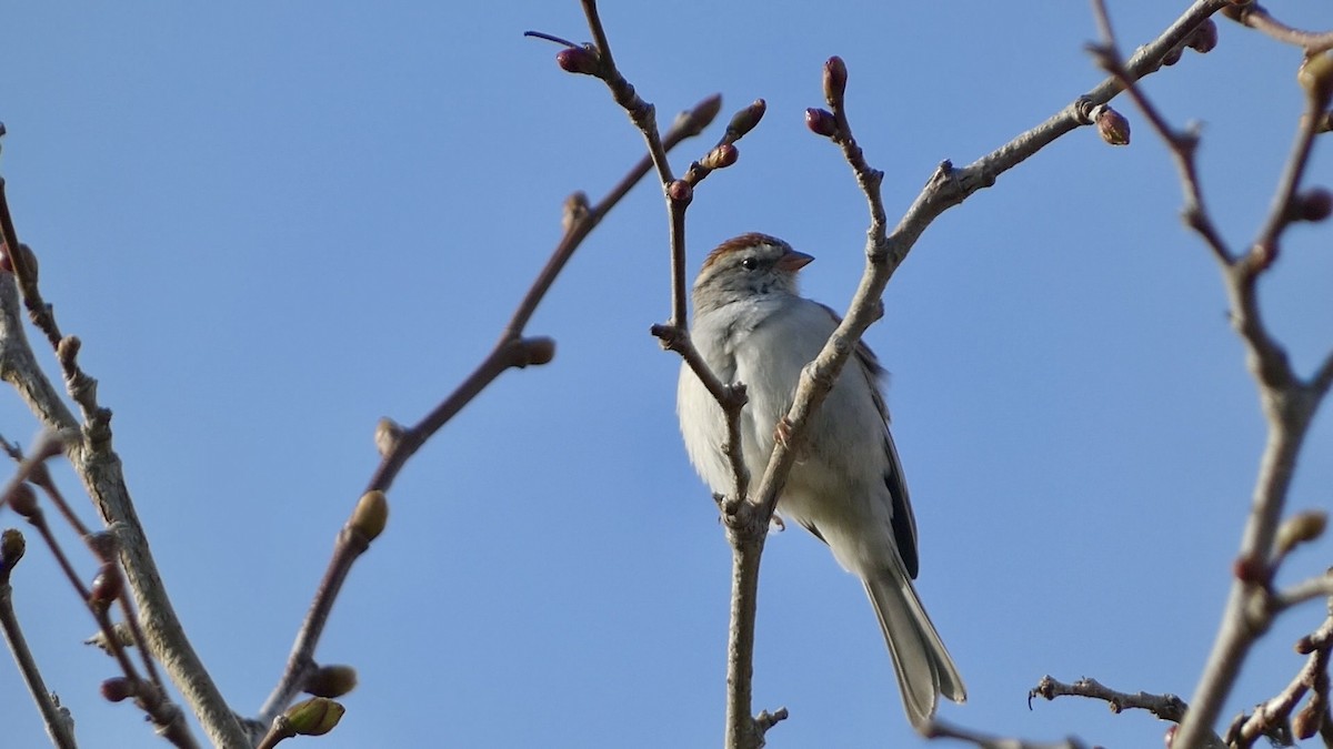 Chipping Sparrow - ML615544934