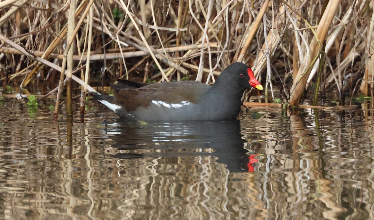 Eurasian Moorhen - ML615544943