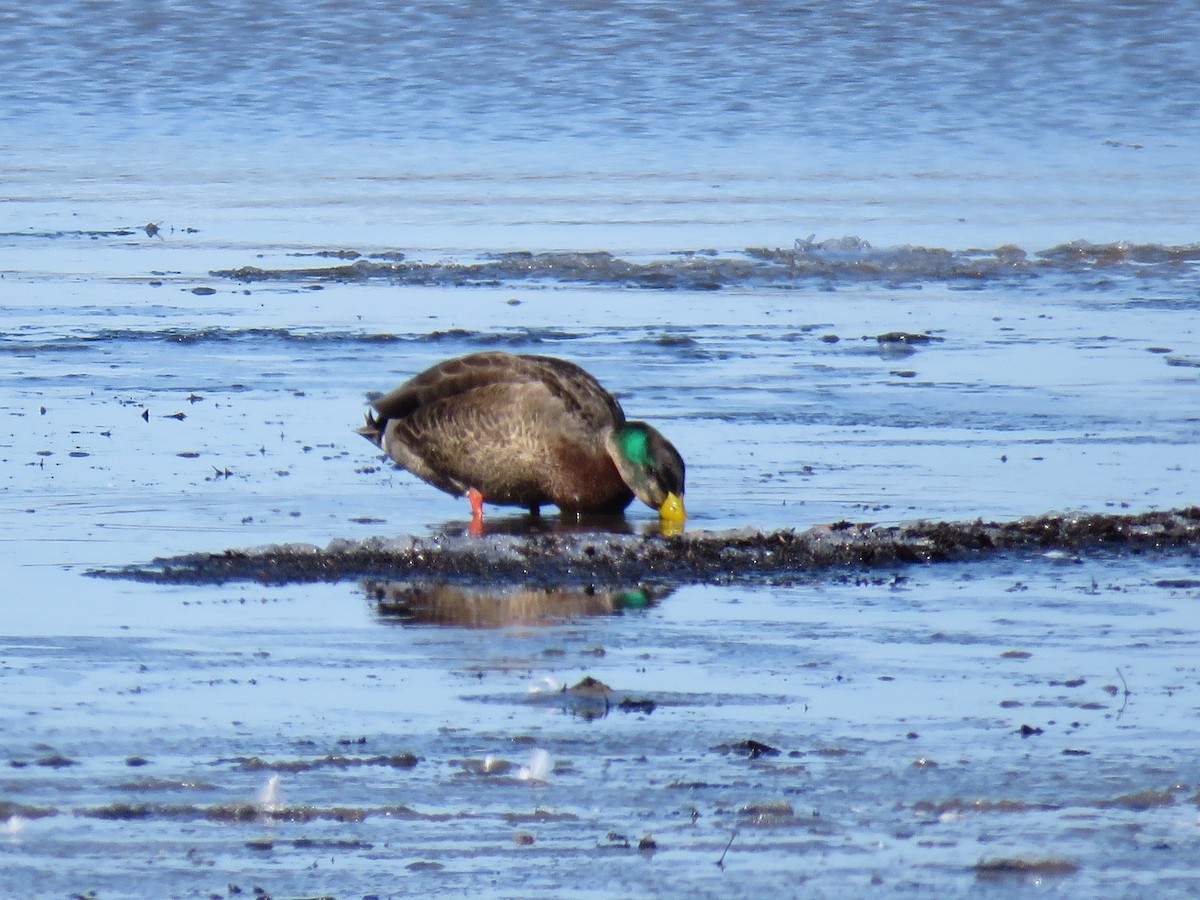 Canard colvert - ML615544954