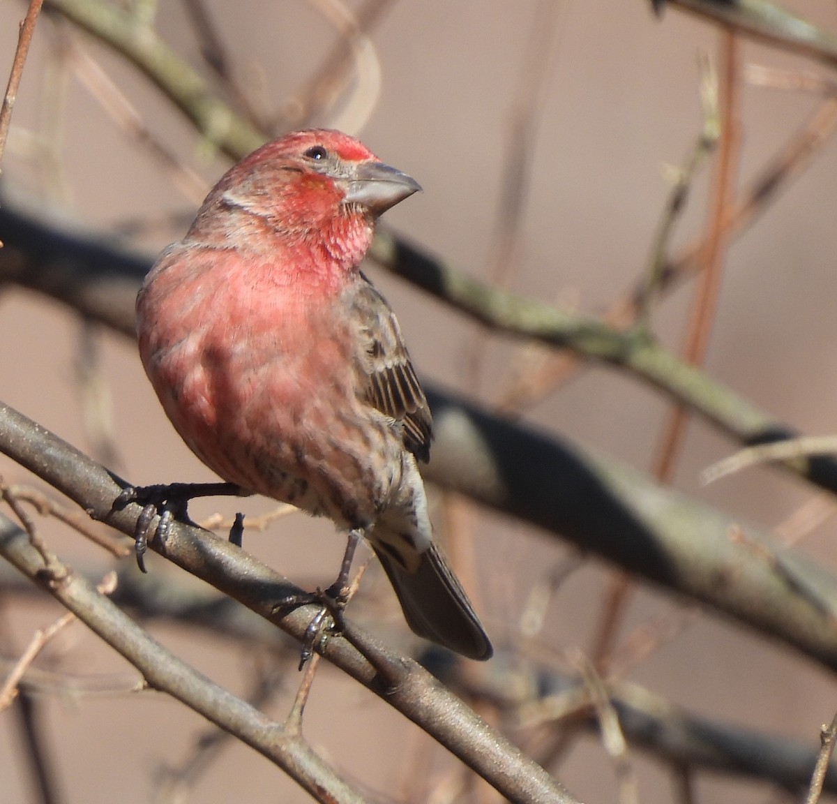 House Finch - ML615544967