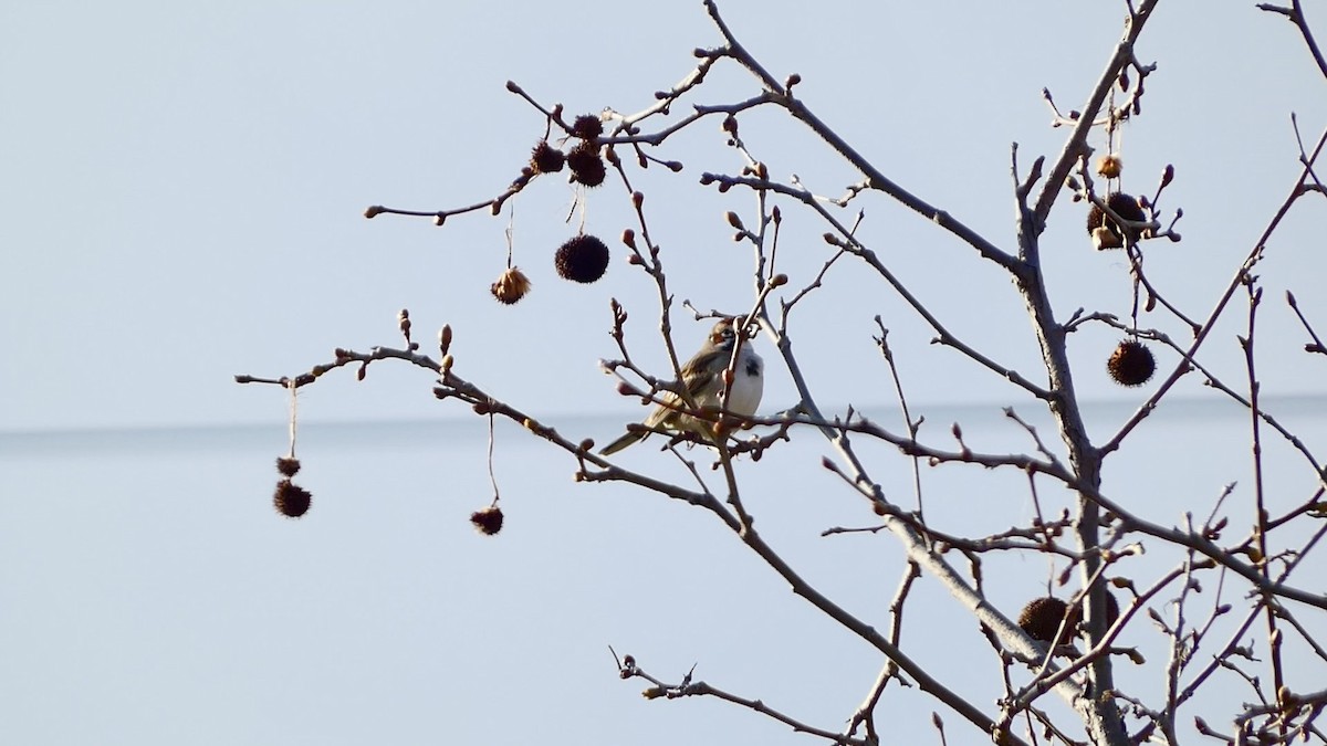 Lark Sparrow - ML615545072