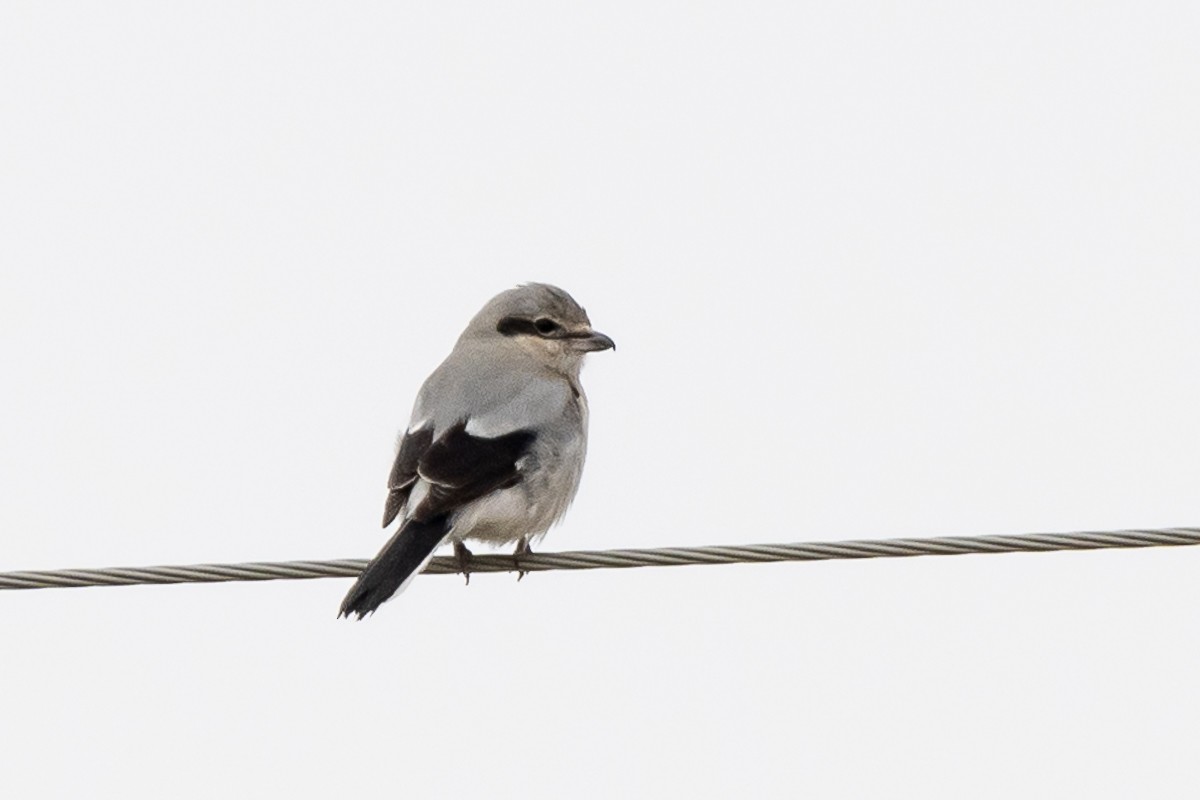 Northern Shrike - ML615545121