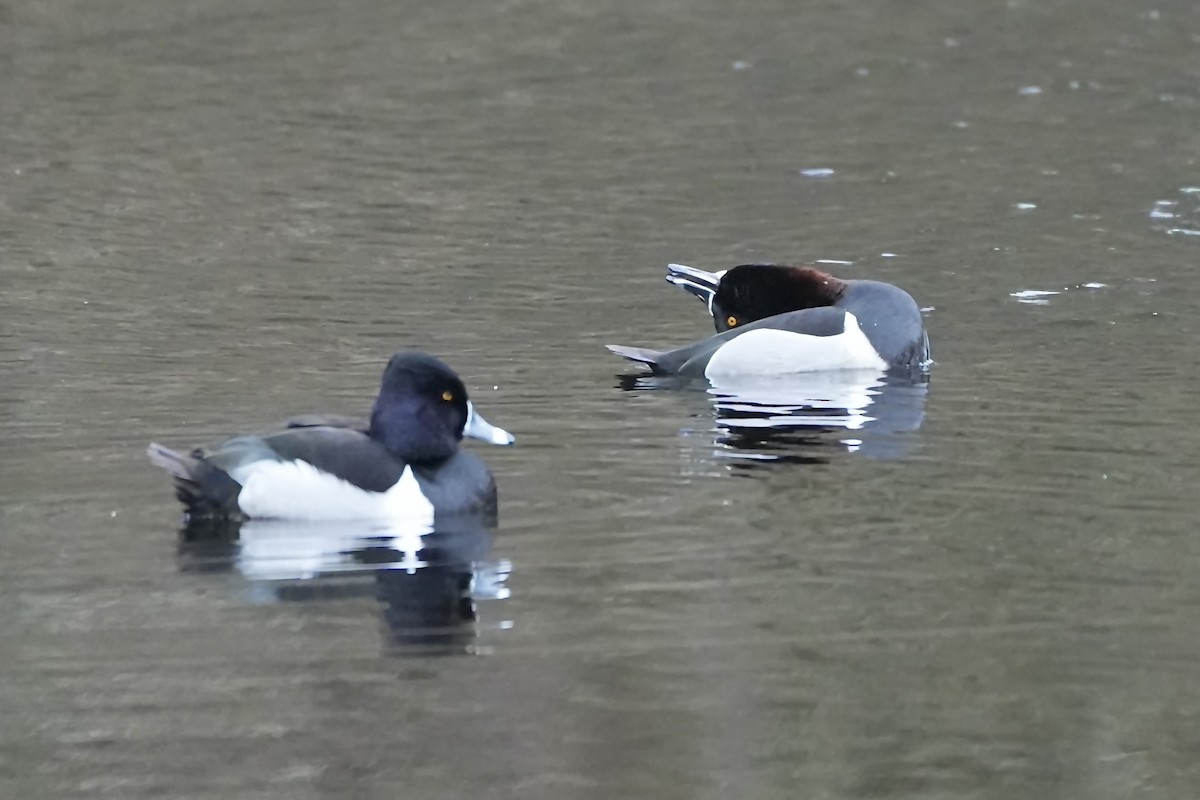 Ring-necked Duck - ML615545136