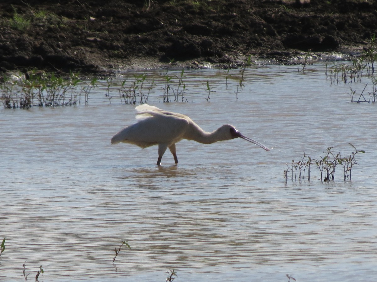 African Spoonbill - Anonymous