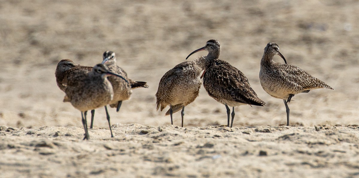 Whimbrel - Mhairi McFarlane