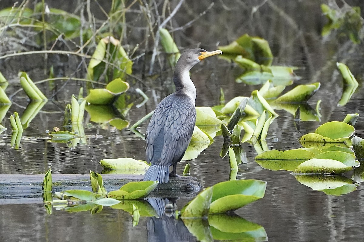 Cormoran à aigrettes - ML615545153