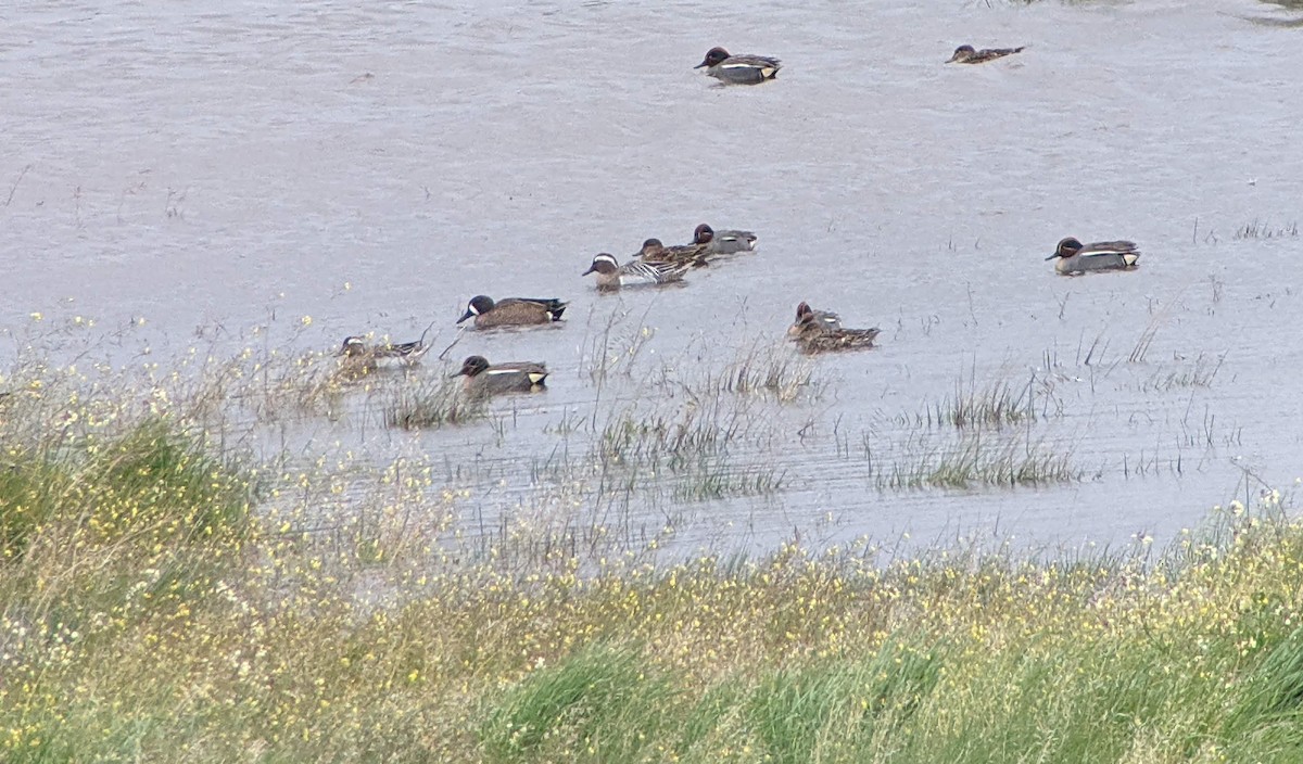 Blue-winged Teal - Antonio Núñez Ossorio