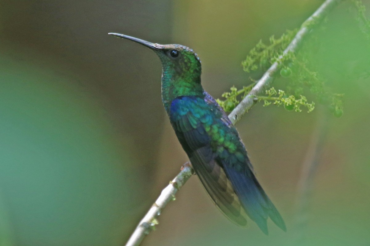 kolibřík nymfový - ML615545179