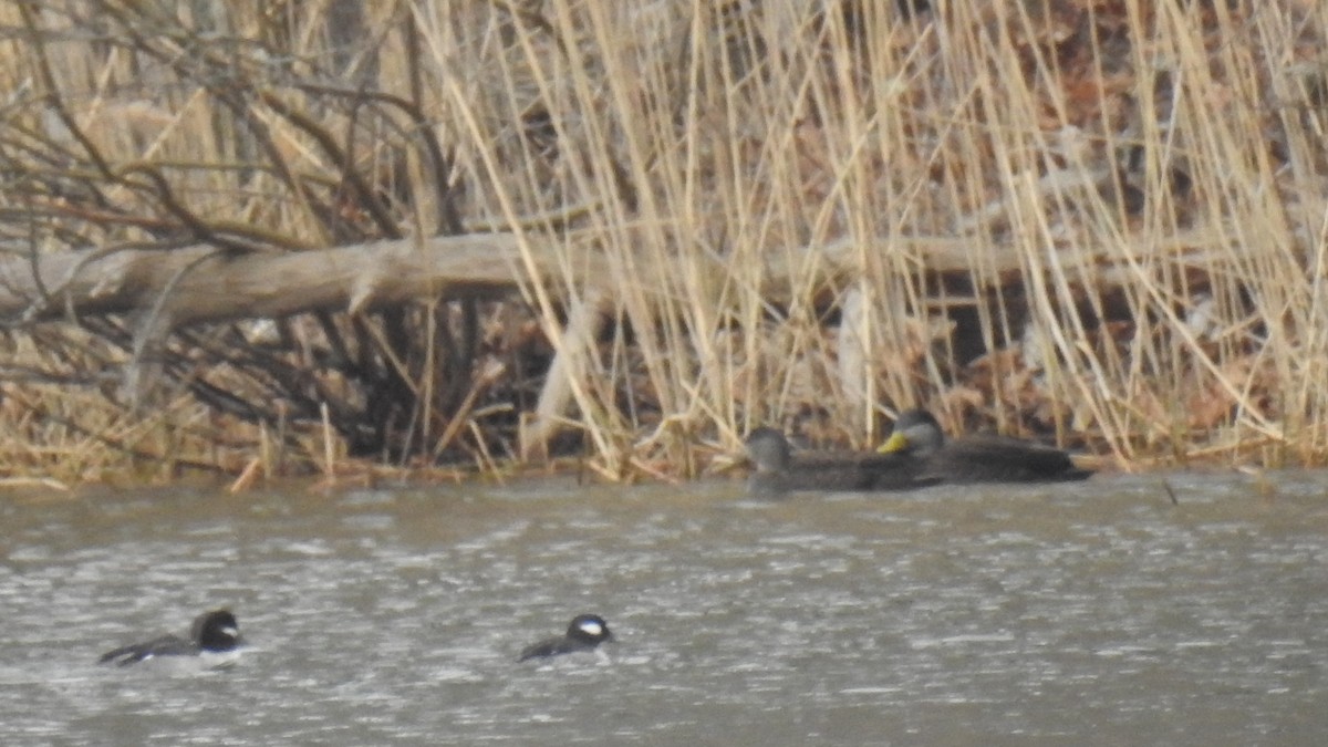 American Black Duck - ML615545227