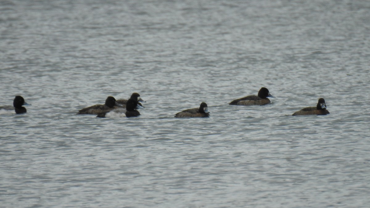 Lesser Scaup - ML615545231