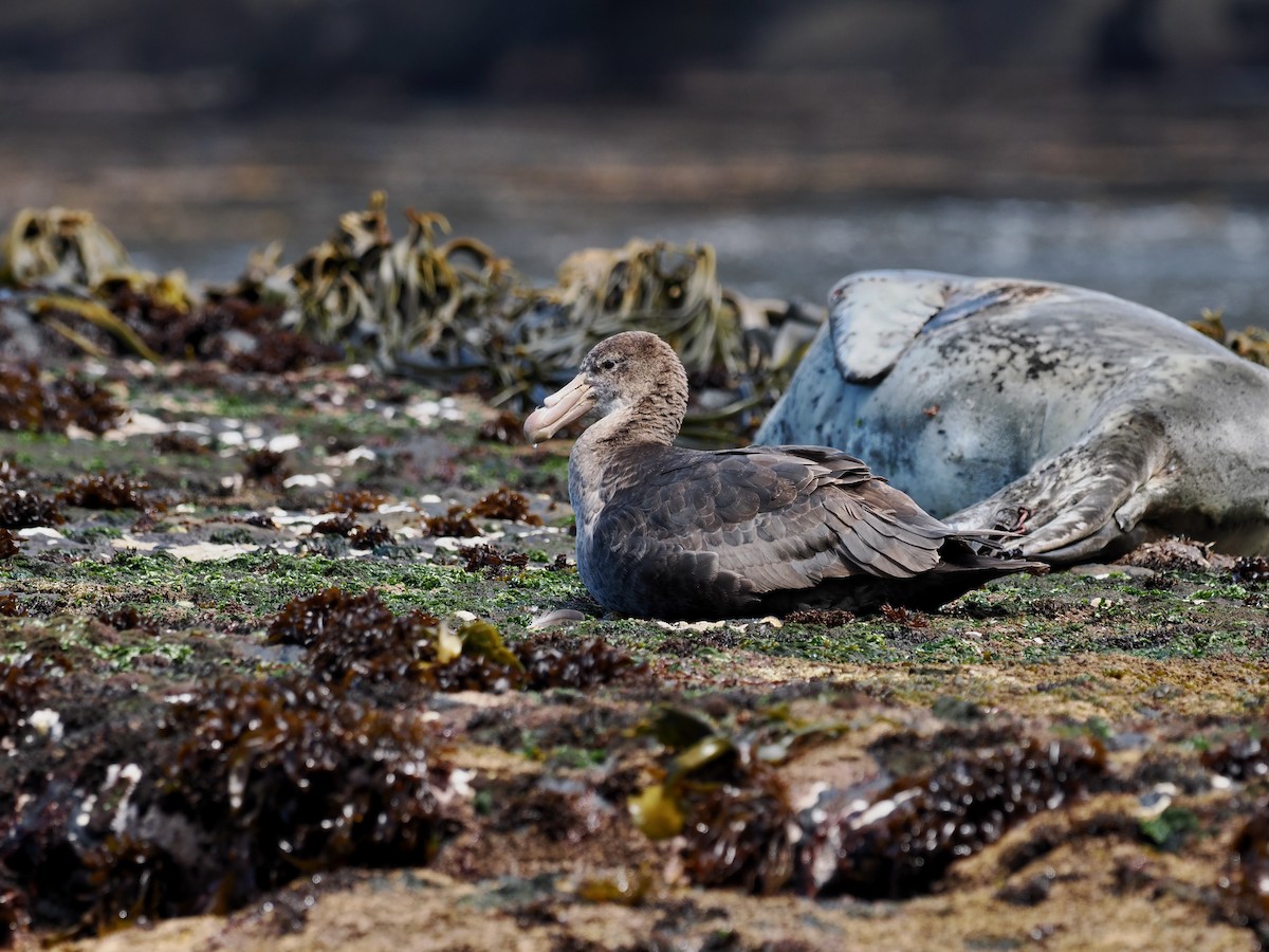 Northern Giant-Petrel - Nigel Hacking