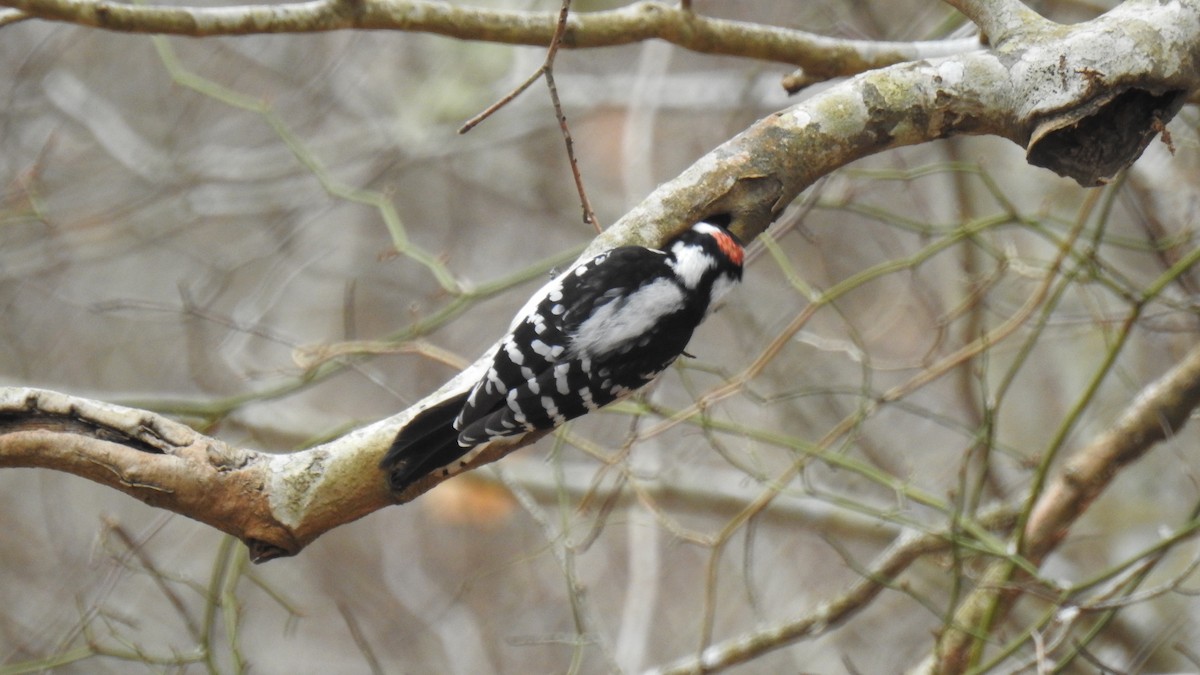 Downy Woodpecker - ML615545276