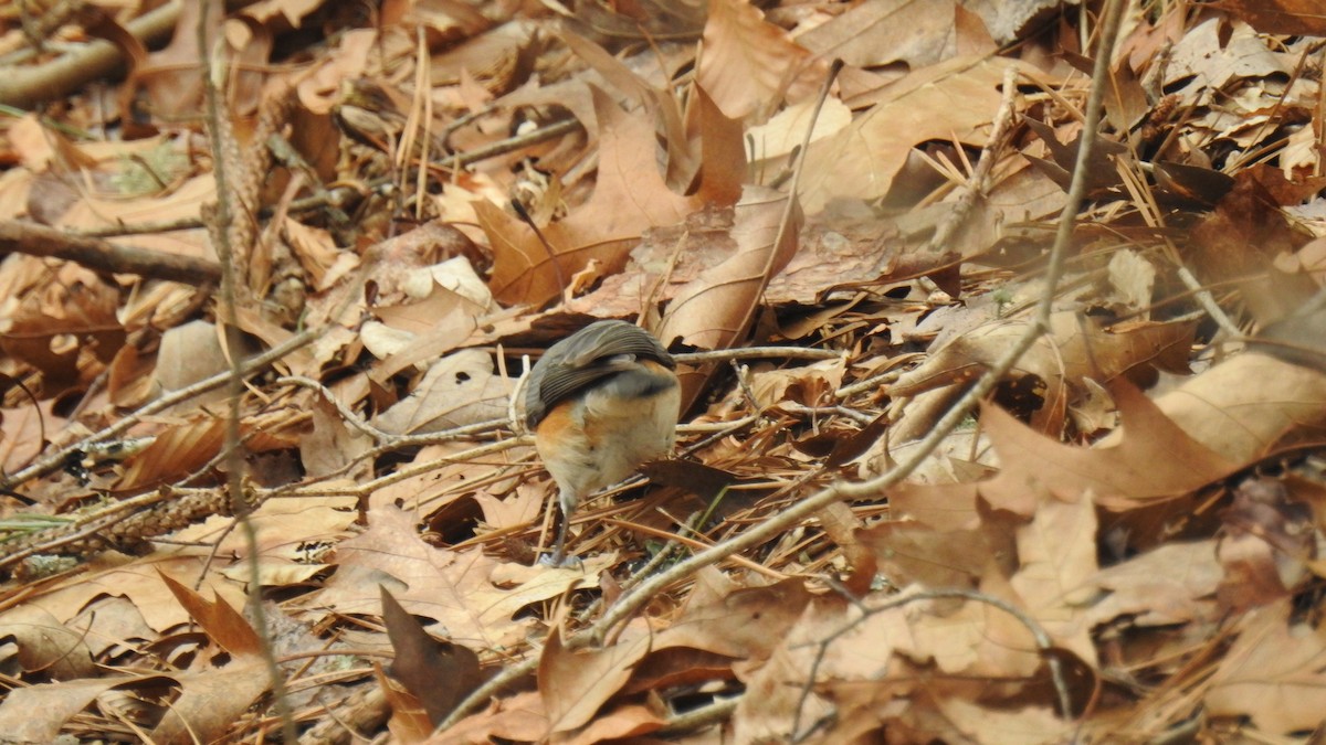 Tufted Titmouse - ML615545281