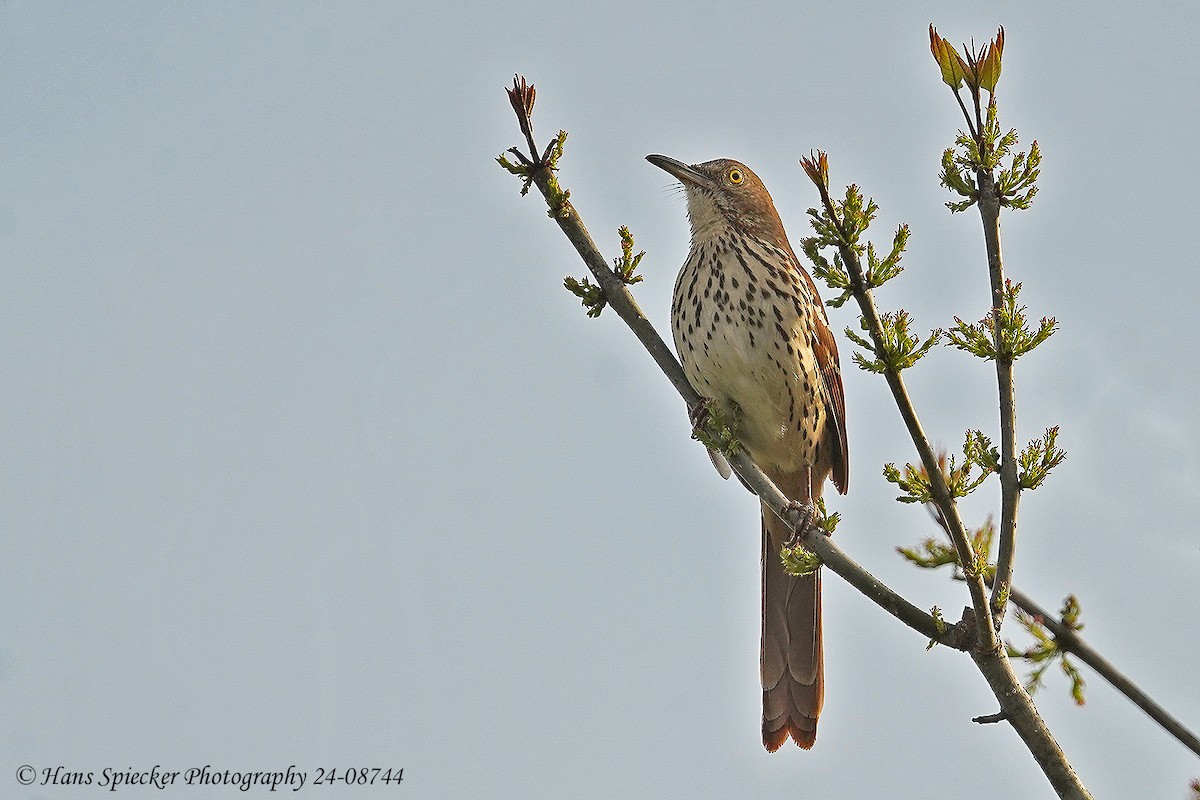 Brown Thrasher - ML615545292