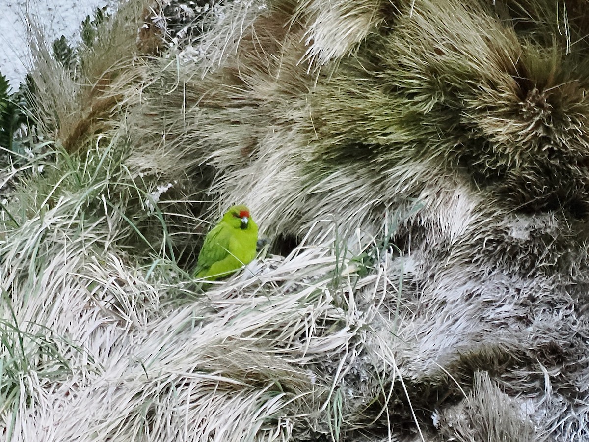 Red-crowned Parakeet - ML615545293