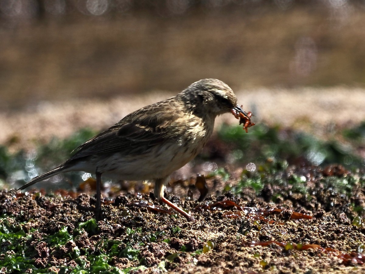 New Zealand Pipit - ML615545301