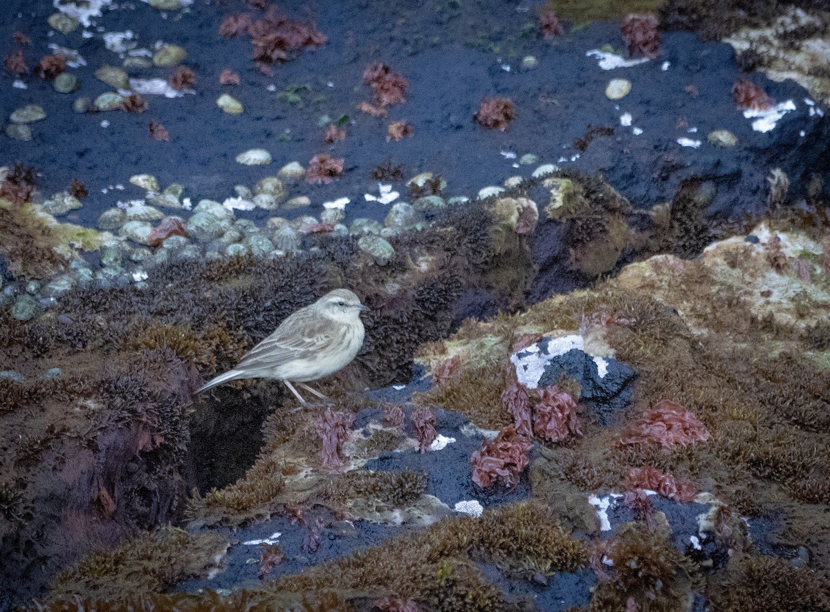 New Zealand Pipit - Nigel Hacking