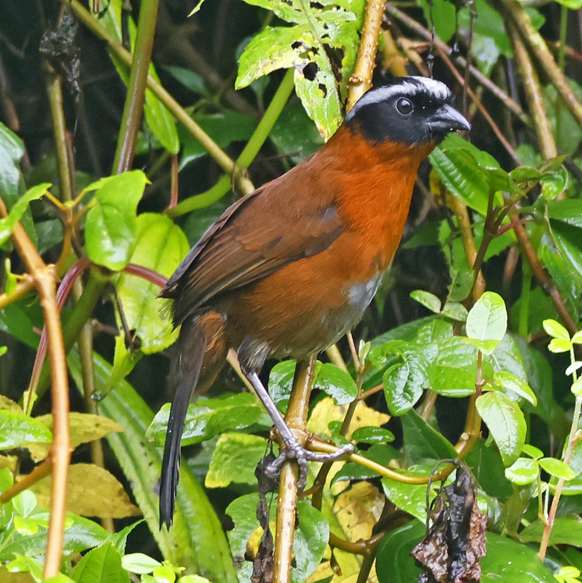 Tanager Finch - Joe Grzybowski