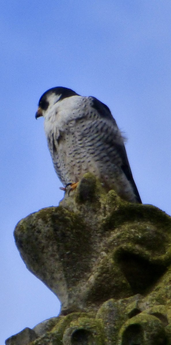 Peregrine Falcon - ML615545315
