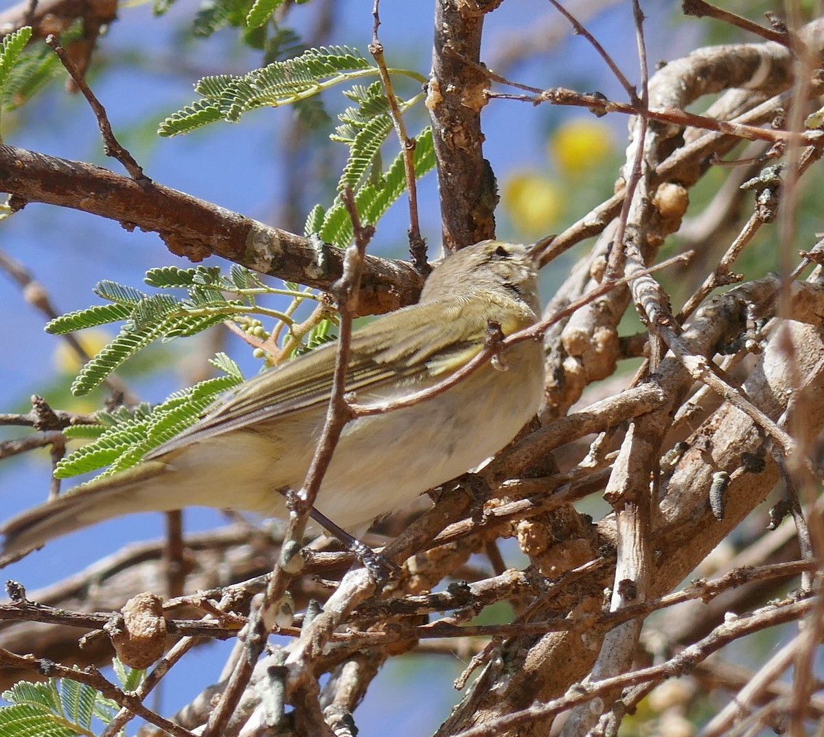 Common Chiffchaff - ML615545347