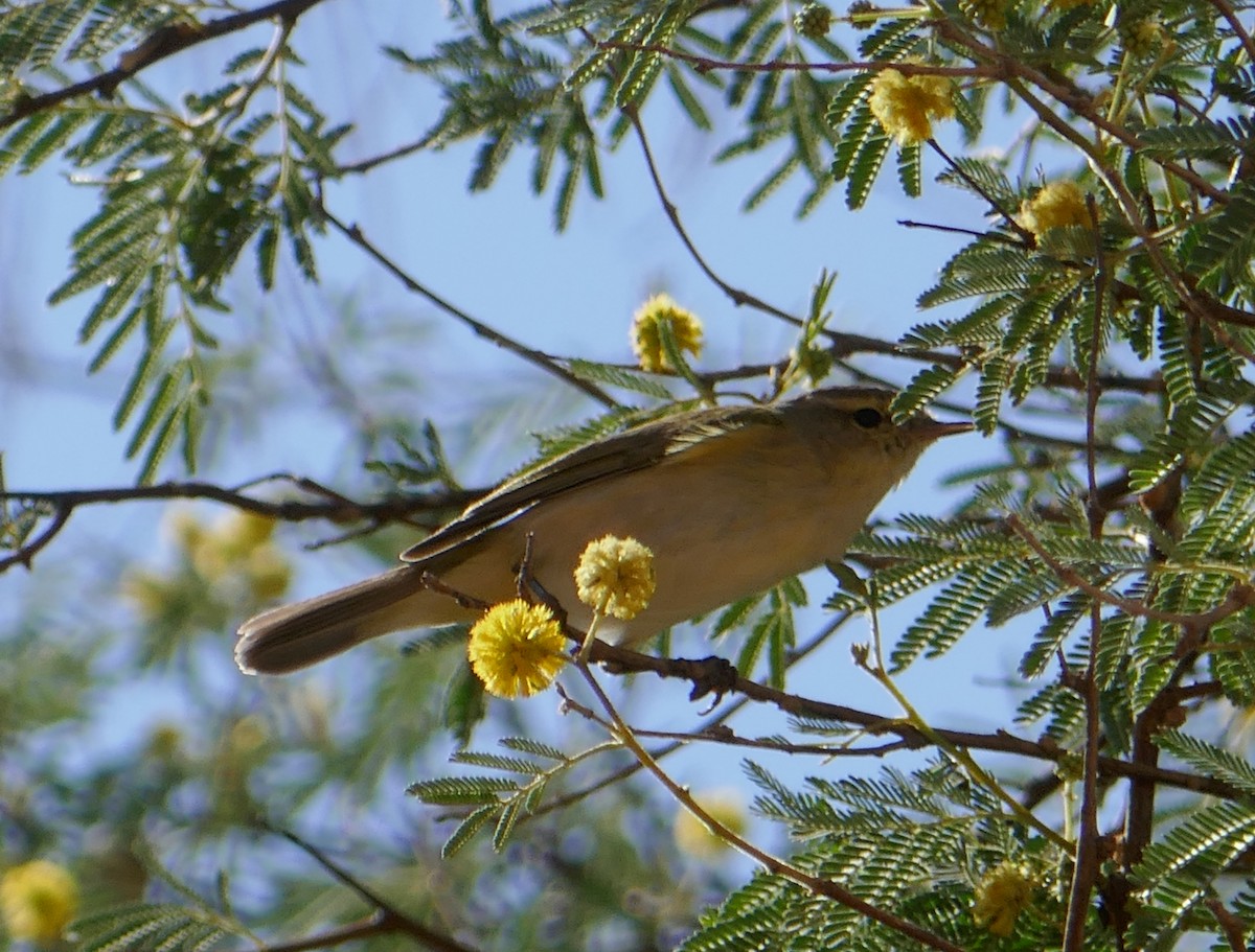 Common Chiffchaff - ML615545348