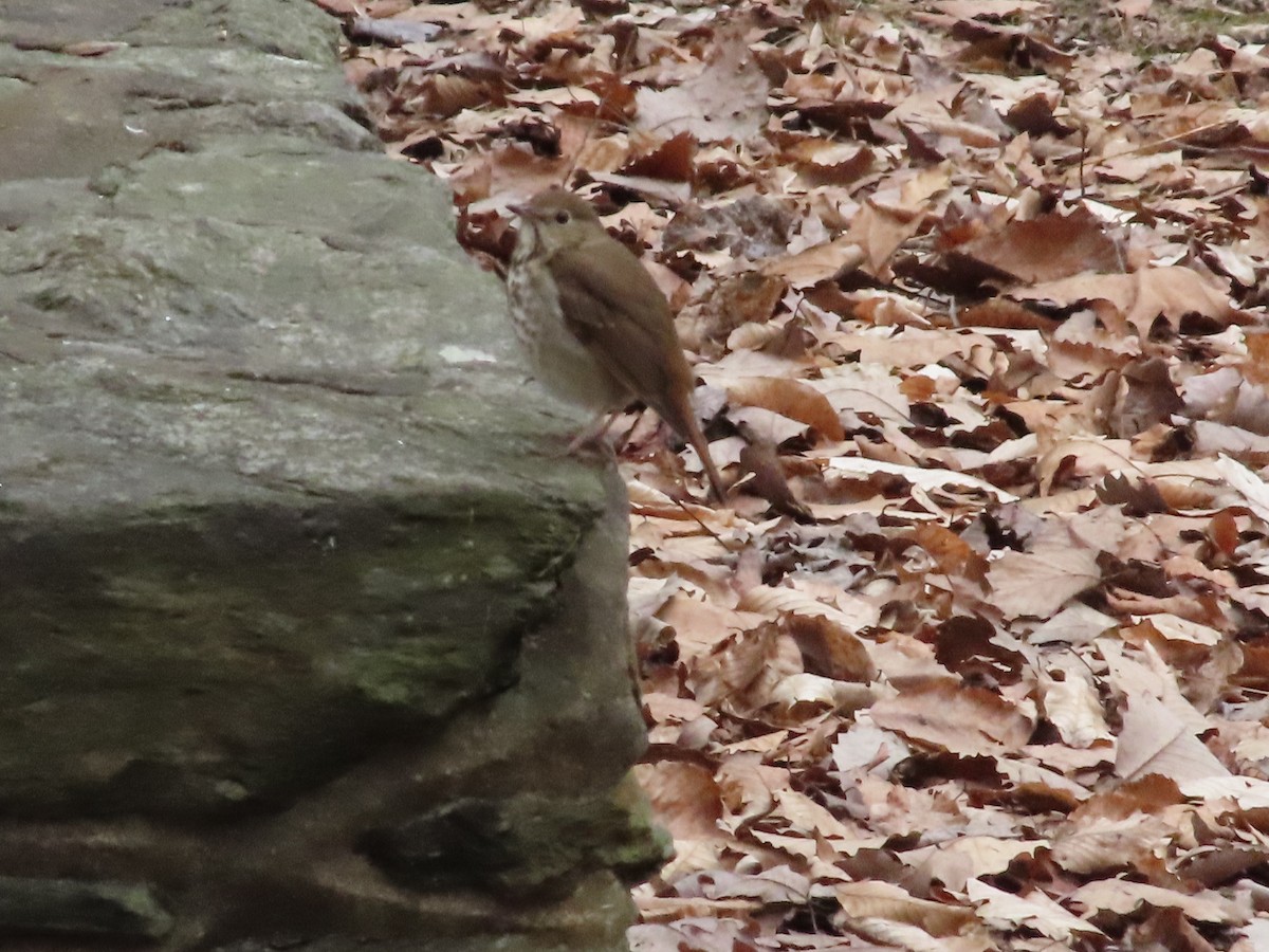 Hermit Thrush - ML615545372