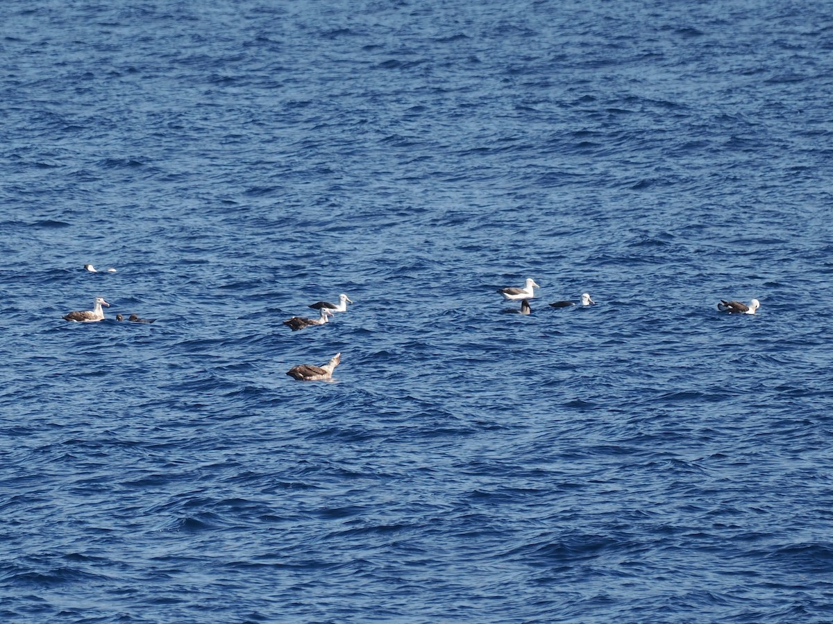 White-capped Albatross - Nigel Hacking