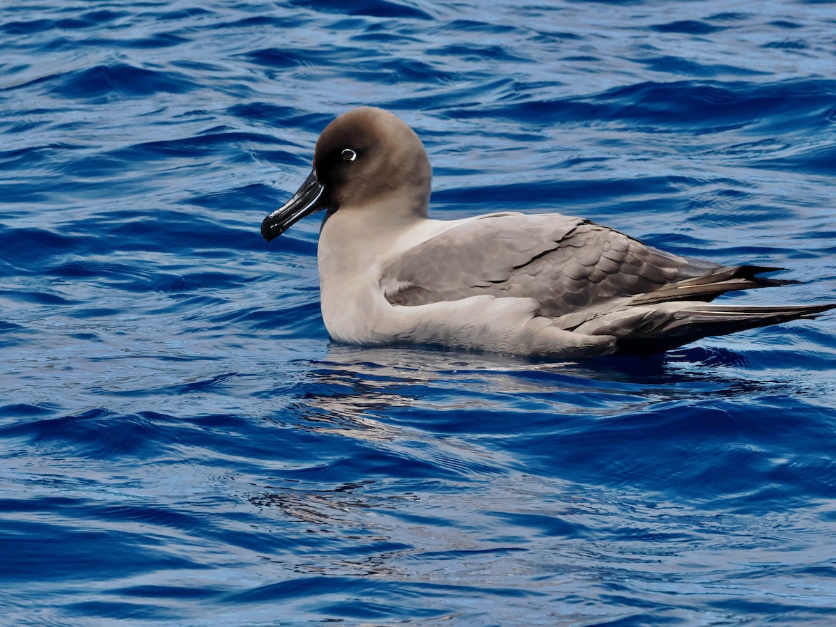 Light-mantled Albatross - ML615545384