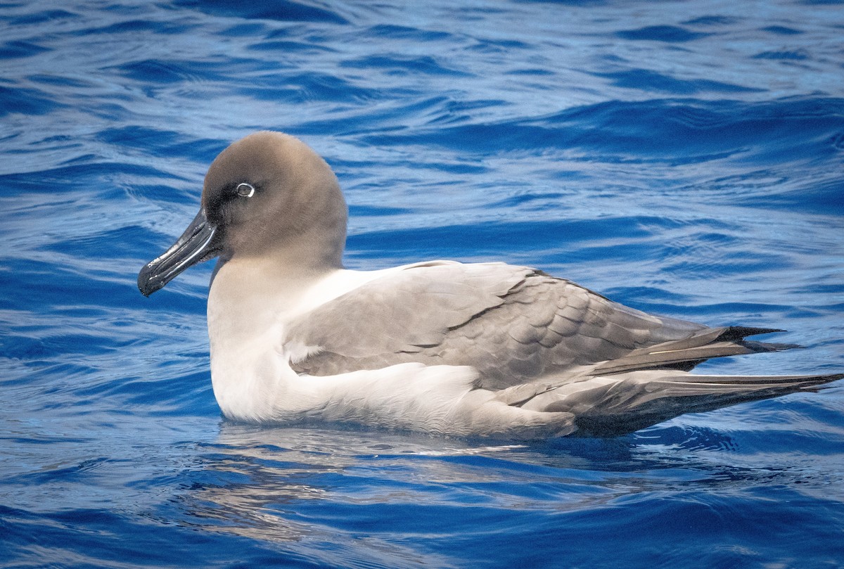 Light-mantled Albatross - Nigel Hacking