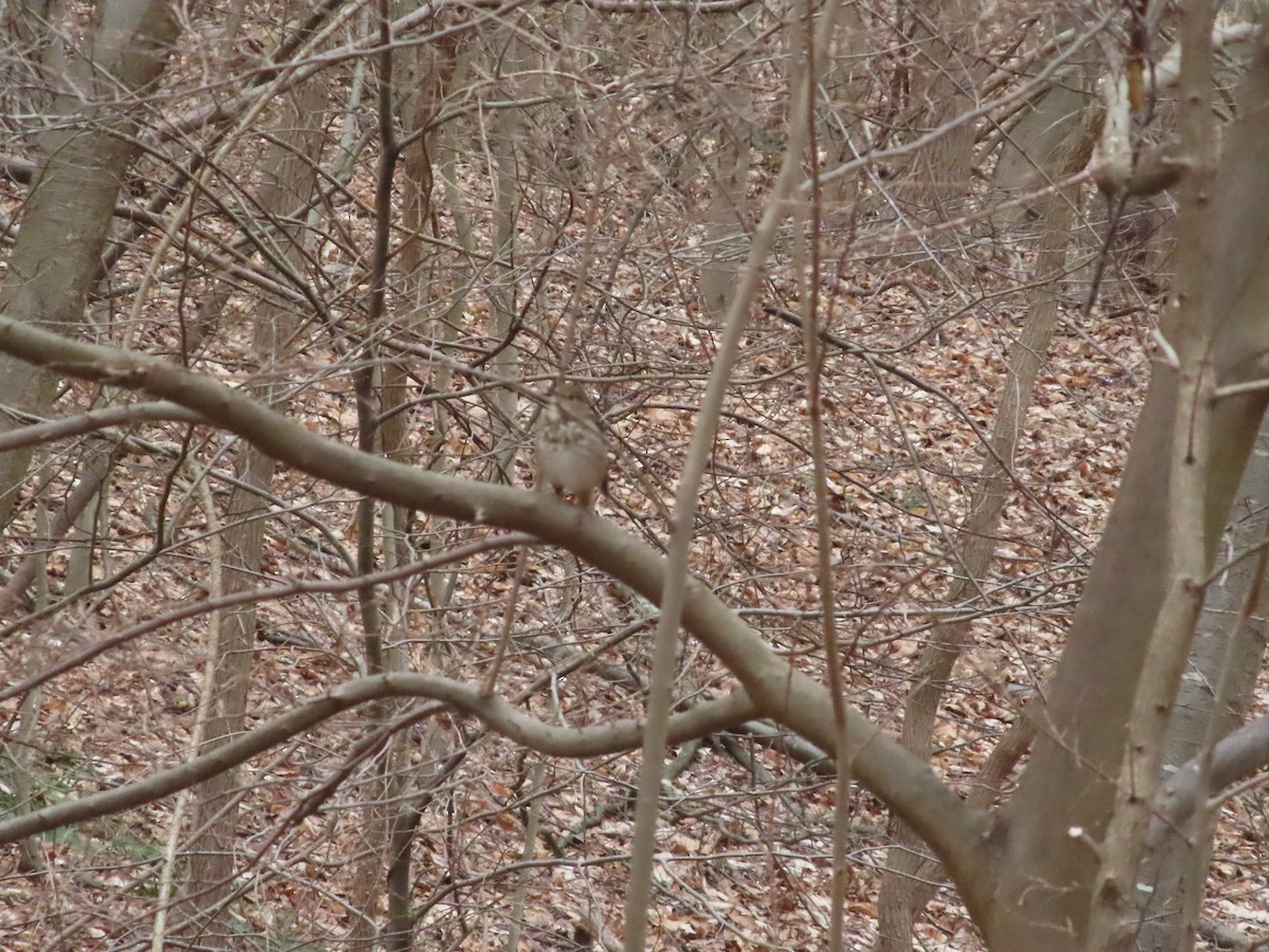 Hermit Thrush - ML615545389