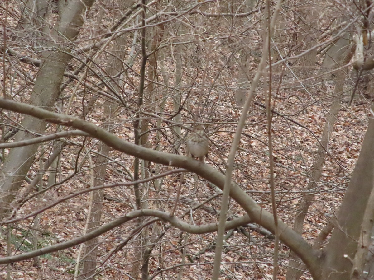 Hermit Thrush - ML615545404