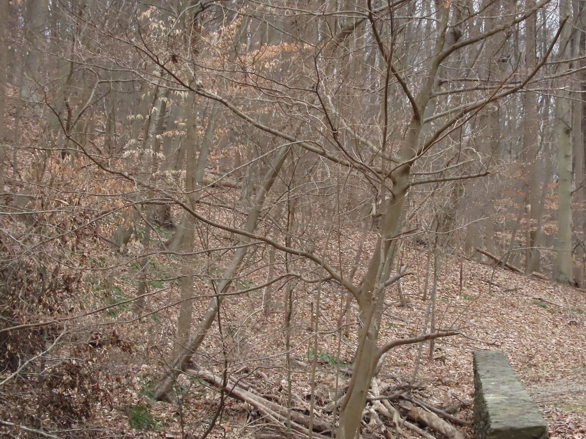 Hermit Thrush - ML615545414