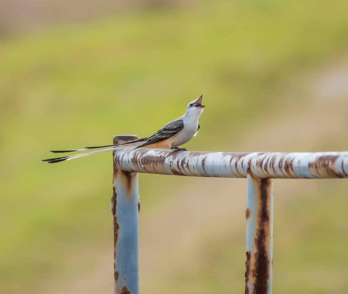 Scissor-tailed Flycatcher - Michele Louden