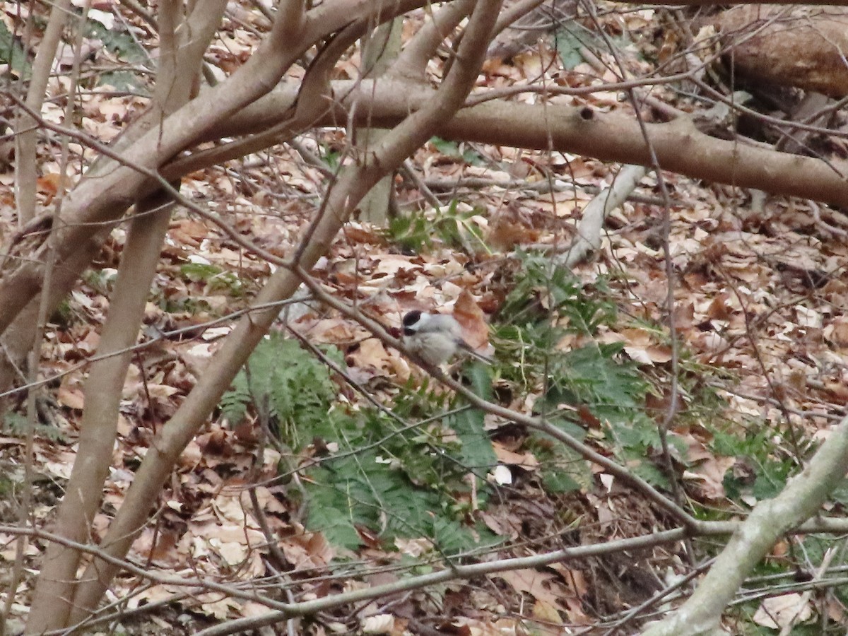 sýkora karolínská - ML615545485