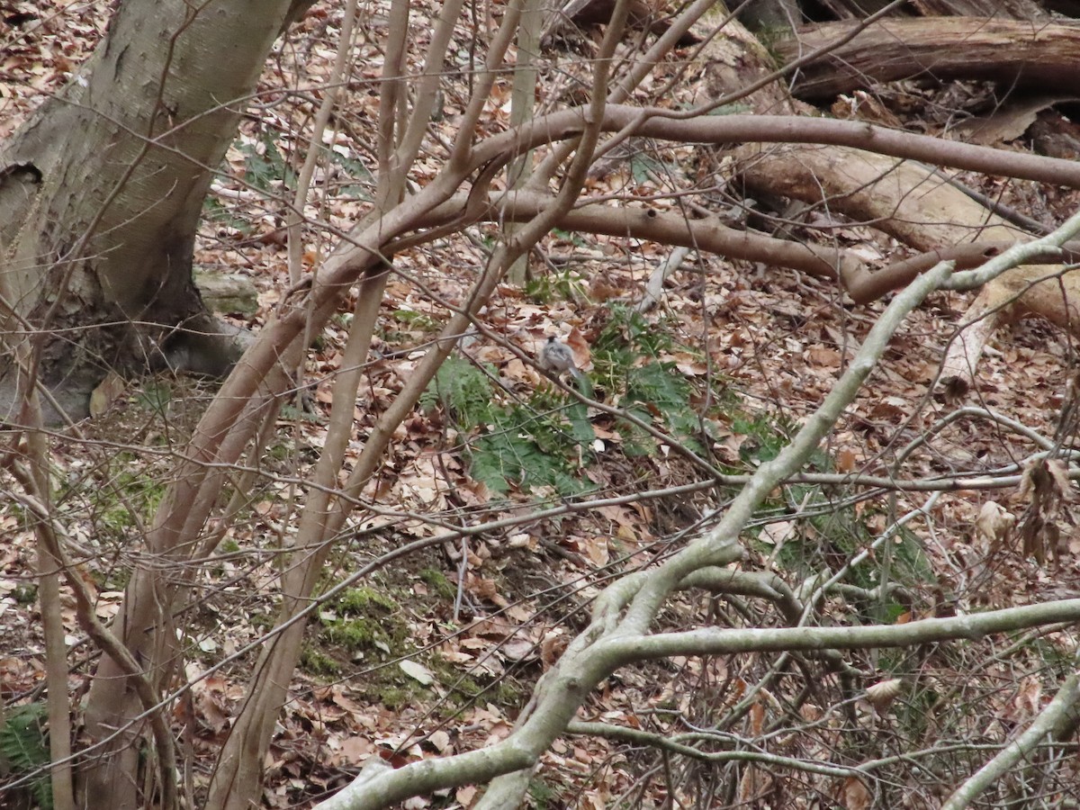 sýkora karolínská - ML615545492