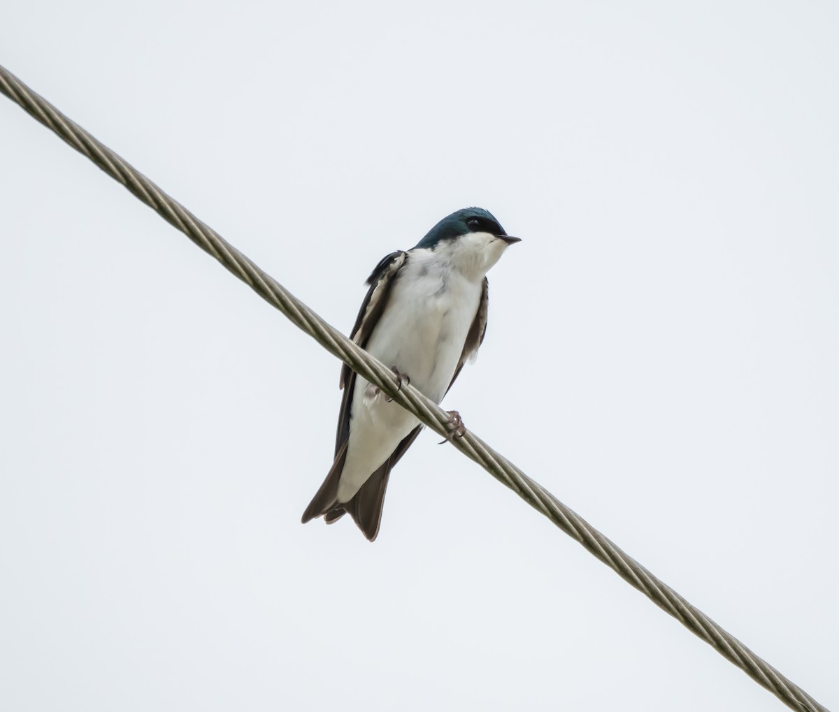 Tree Swallow - ML615545495