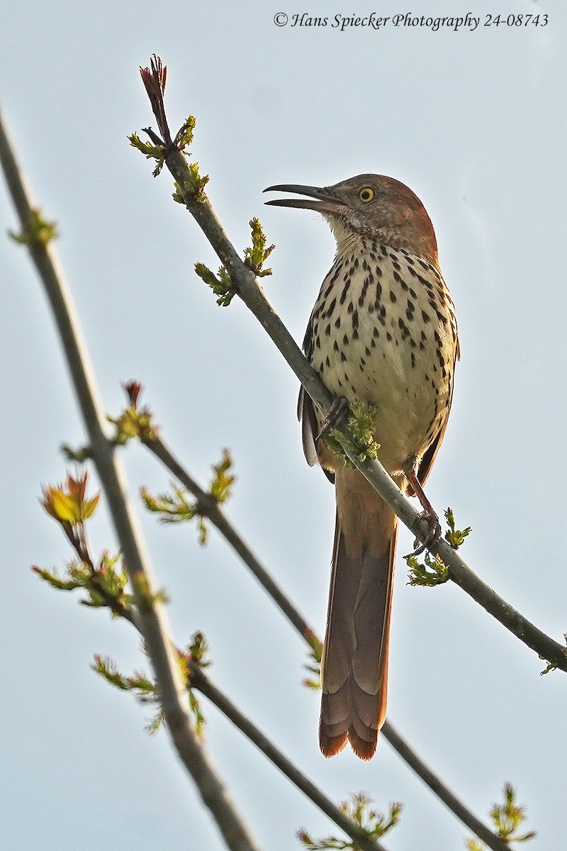 Brown Thrasher - ML615545498