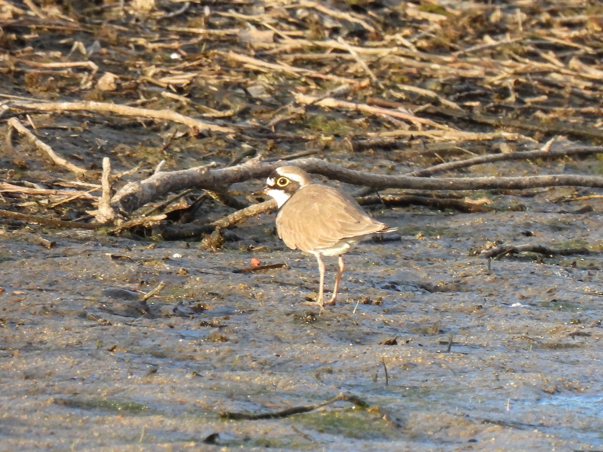 Little Ringed Plover - ML615545503