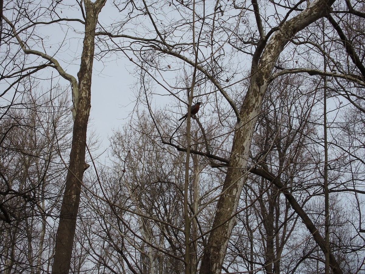 American Robin - ML615545520