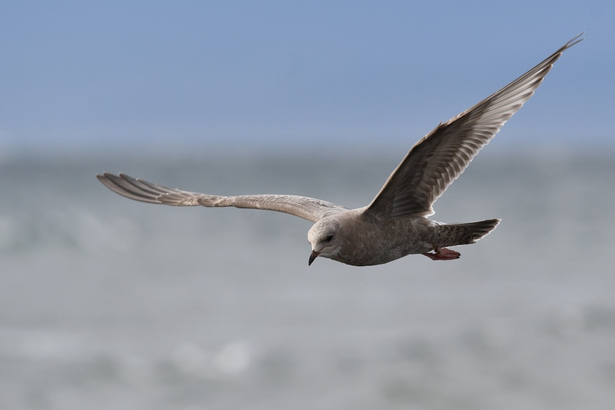 Short-billed Gull - ML615545532