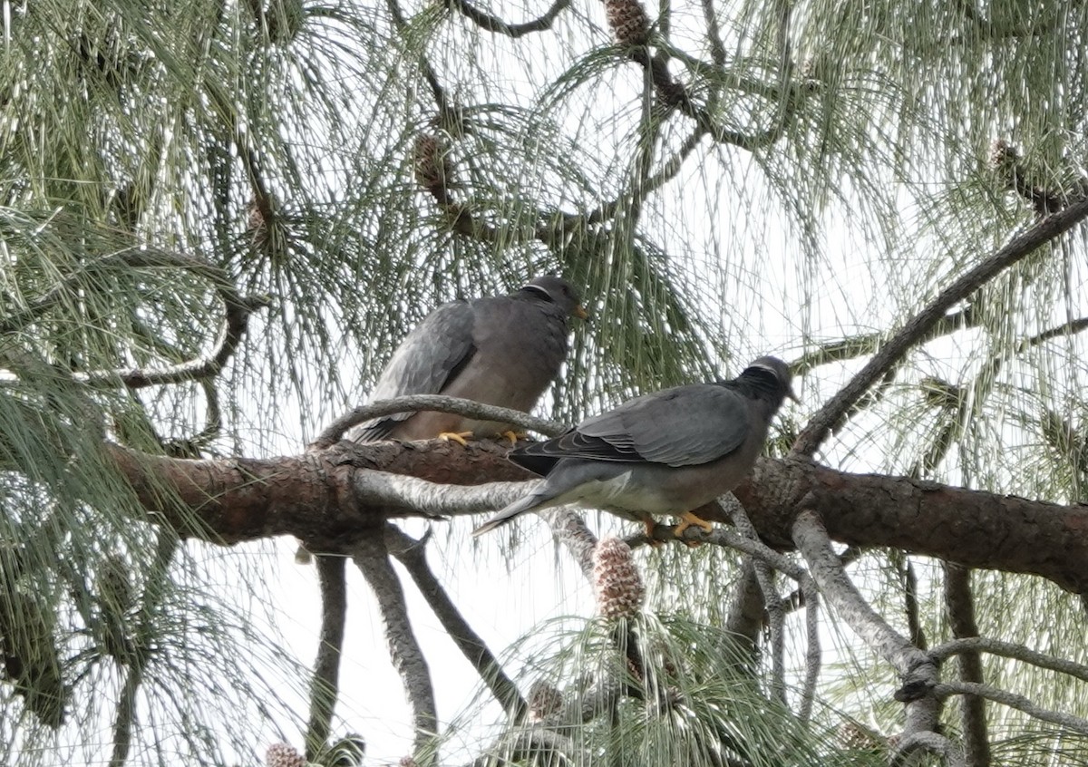 Band-tailed Pigeon - Dave Ebbitt