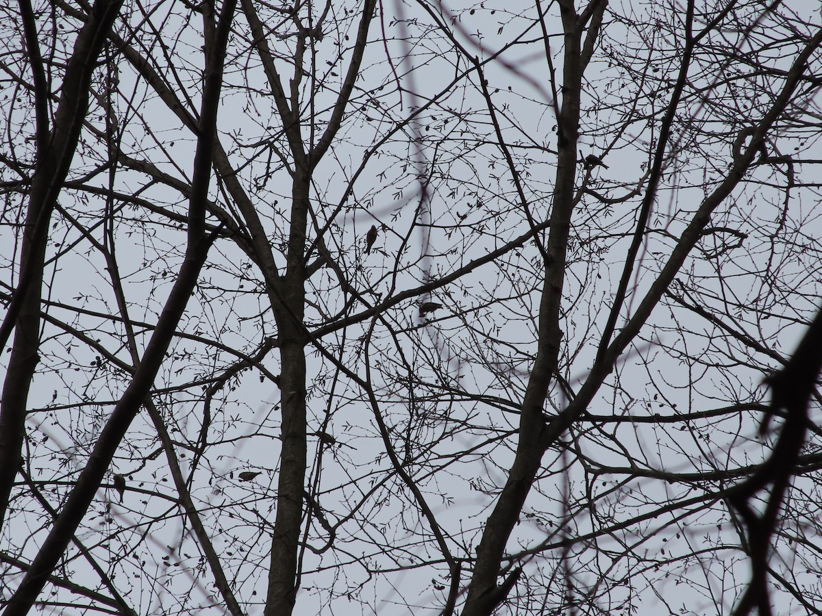 American Goldfinch - ML615545554