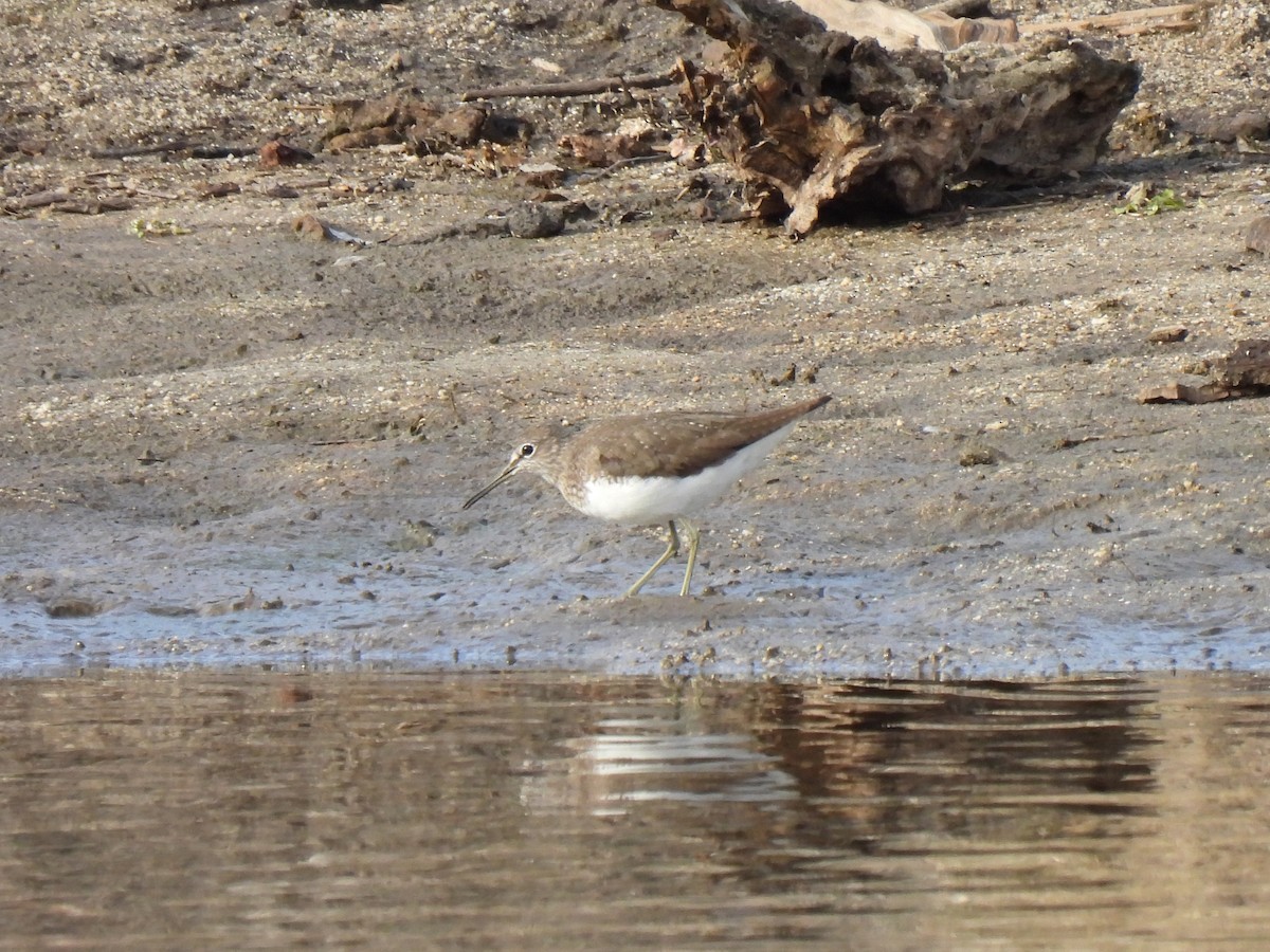 Green Sandpiper - ML615545579