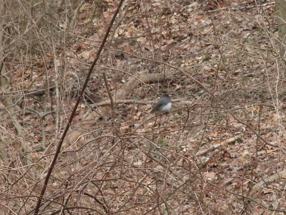 strnadec zimní - ML615545581